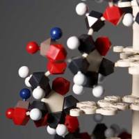 Purified 抗人 CD80 抗体