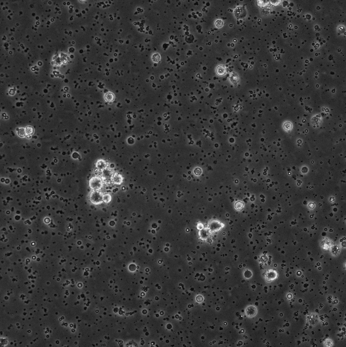 人胚肾细胞-F克隆（悬浮培养）(293F)（国家细胞资源库供应）CCTCC直发