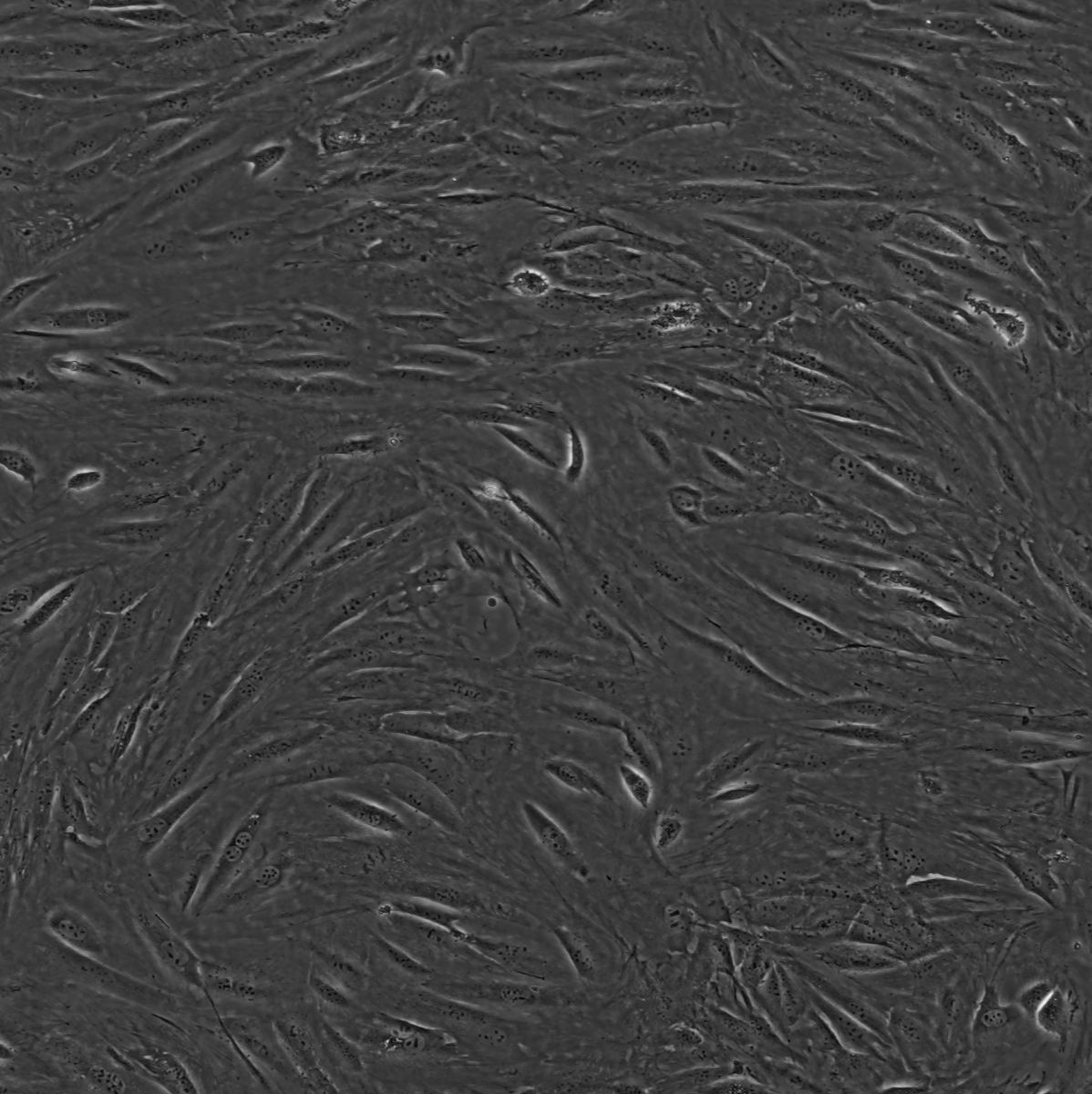 小鼠胚胎成纤维细胞(3T3-Swiss albino)（国家细胞资源库供应）CCTCC直发