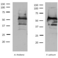 TROL | Thylakoid rhodanese-like protein