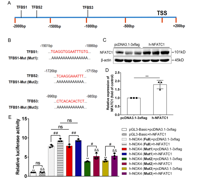 双荧光素酶报告基因检测（四）