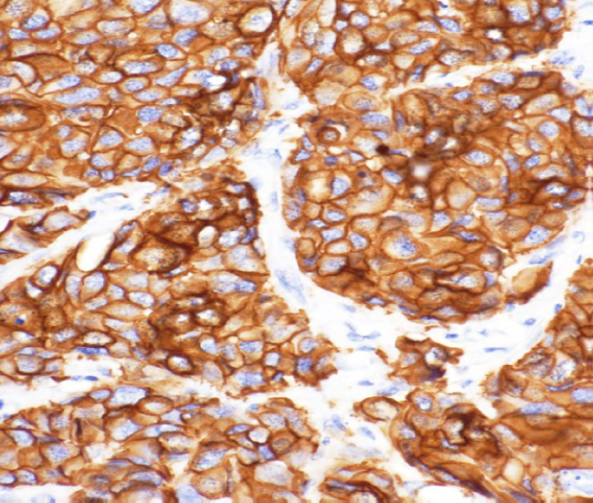 新品发布丨7大特性，5以伦比！DP75显微相机闪亮登场！