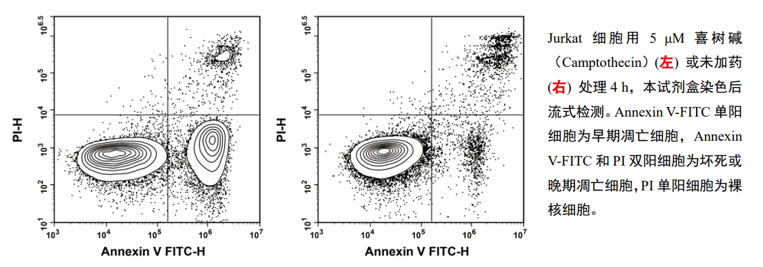 Annexin V-FITC / PI荧光双染细胞凋亡检测试