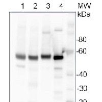 UGPase | UDP-glucose pyrophosphorylase (cytoplasm marker)