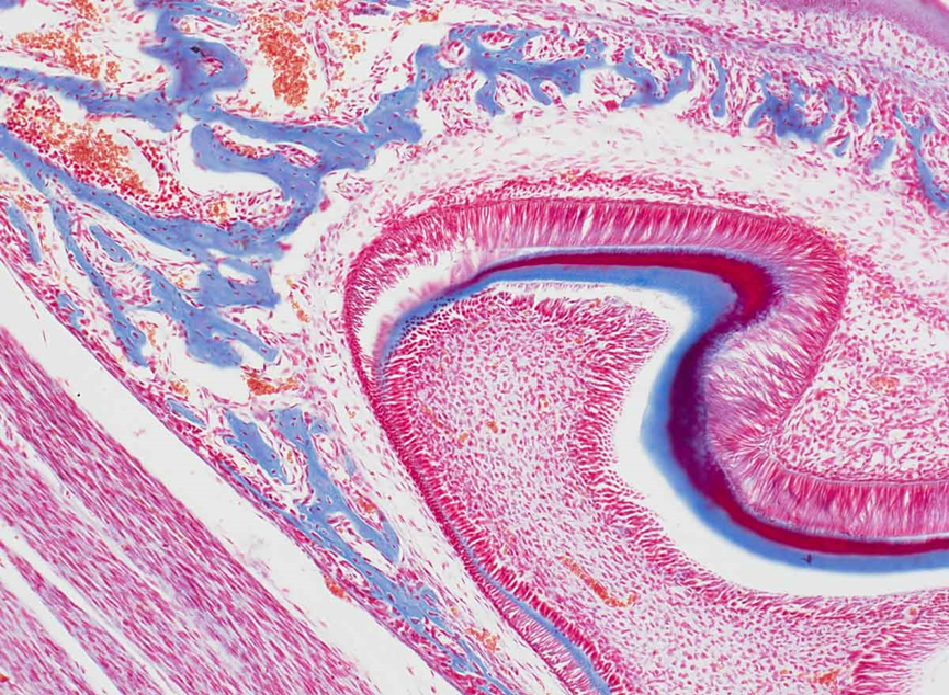 新品发布丨7大特性，5以伦比！DP75显微相机闪亮登场！