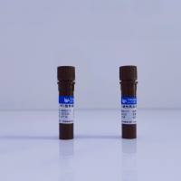 PEI线性转染试剂