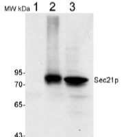 Sec21p | Gamma subunit, COP vesicles