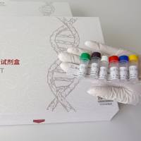 二碘甲腺原氨酸(T2)说明