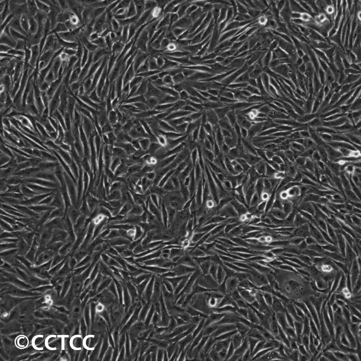 叙利亚仓鼠肾细胞(BHK-21[C-13])（国家细胞资源库供应）CCTCC直发