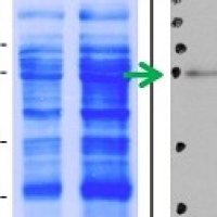 AtpB | Beta subunit of ATP synthase, mitochondrial
