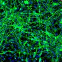 HPSC衍生的神经干细胞