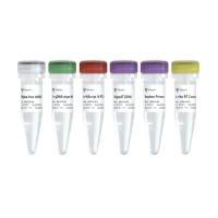 HiScript IV 1st Strand cDNA Synthesis Kit(+gDNA