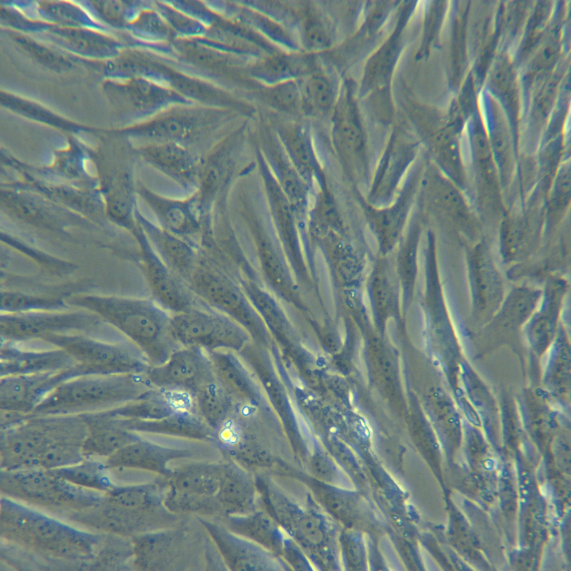 HDF永生化人真皮成纤维细胞