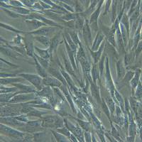 HDF永生化人真皮成纤维细胞