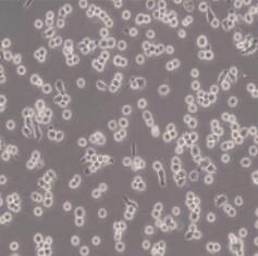 机纯生物细胞新品推荐