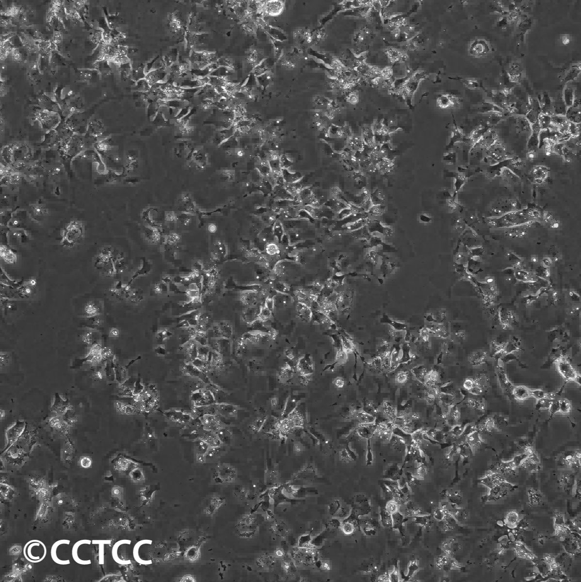 人肝癌细胞(Hep 3B2.1-7)（国家细胞资源库供应）CCTCC直发