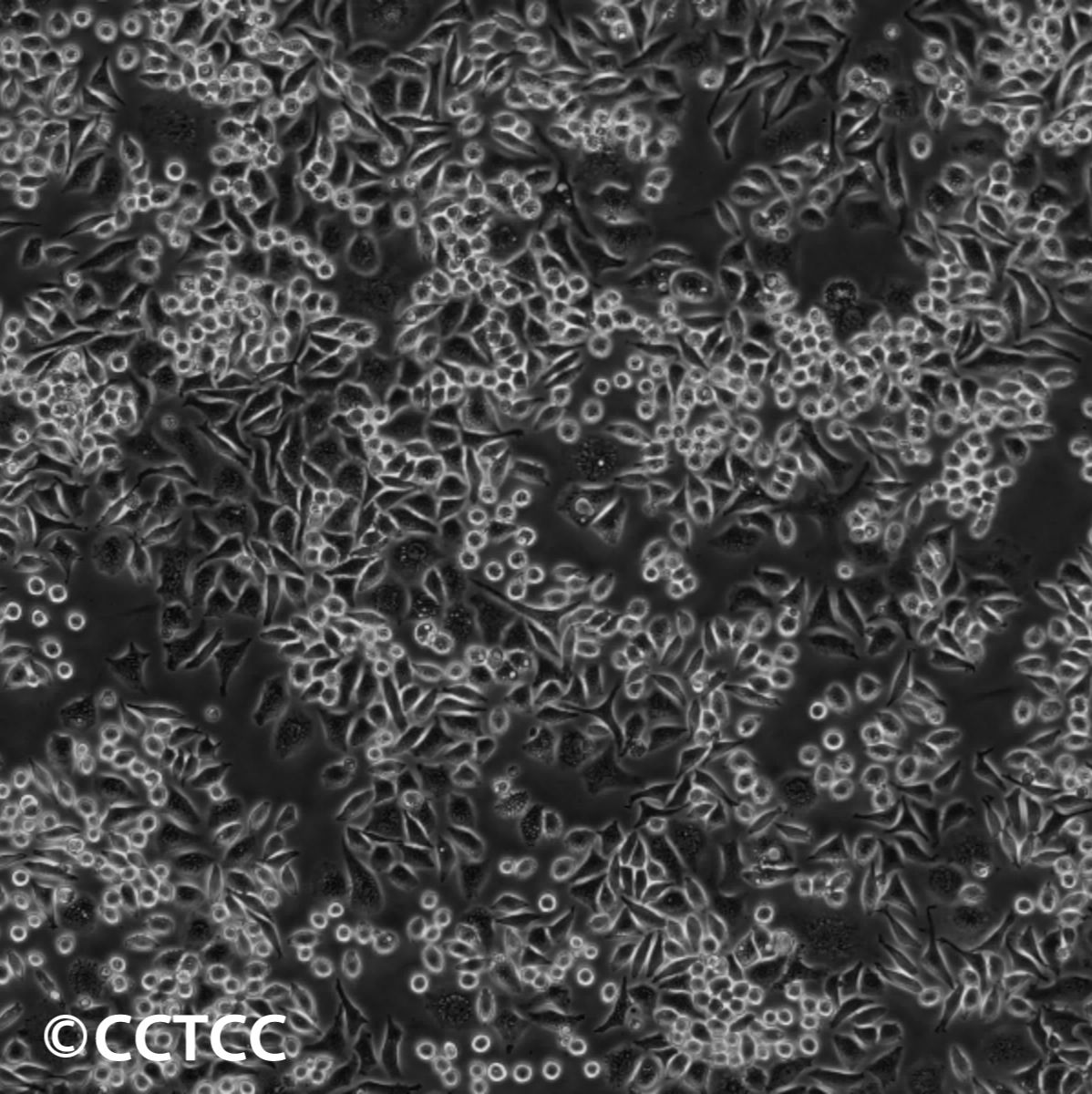 小鼠结缔组织L细胞株929克隆(L-929)（国家细胞资源库供应）CCTCC直发