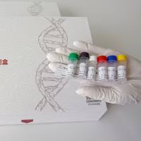 二碘甲腺原氨酸（T2）抗原价格