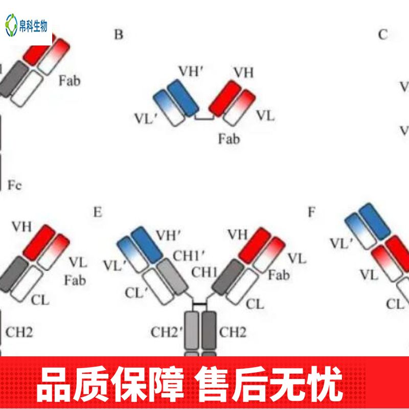 Anti-Laminin Beta 2/LAMB2 Antibody (Clone#OTI3B4)