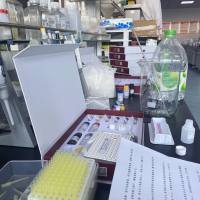 麦胚凝集素/凝集蛋白(WGA)ELISA试剂盒