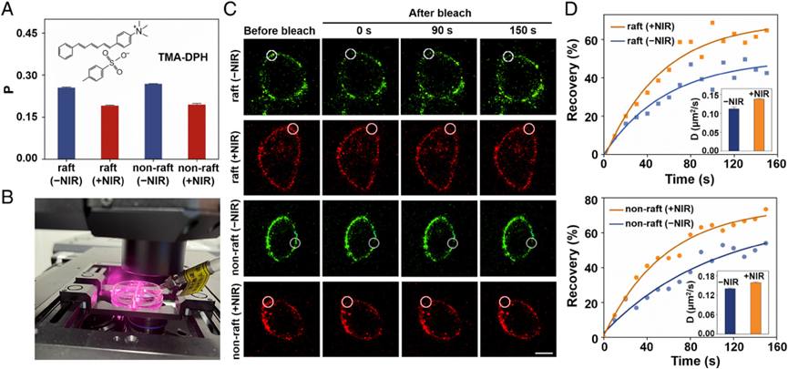 科技前沿 | DNA折纸术与光学成像的碰撞，构建光热操纵细胞膜异质性的分子工具