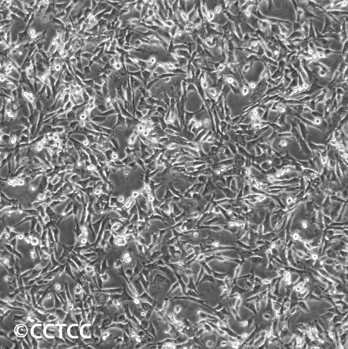 小鼠睾丸细胞(TM4)（国家细胞资源库供应）CCTCC直发