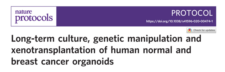IF=14.8丨Nature protocols：能稳定传代的人乳腺正常和癌类器官的构建、基因操作和异种移植