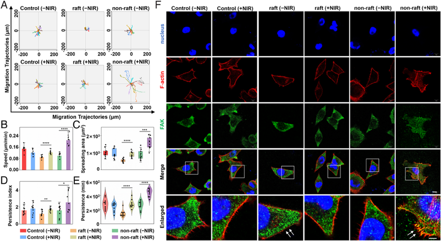 科技前沿 | DNA折纸术与光学成像的碰撞，构建光热操纵细胞膜异质性的分子工具