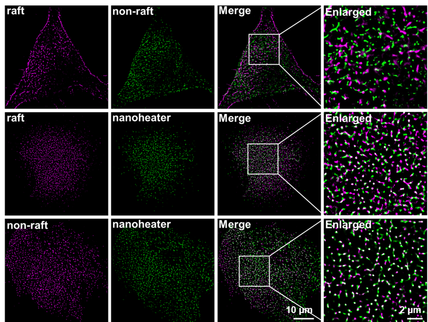 科技前沿 | DNA折纸术与光学成像的碰撞，构建光热操纵细胞膜异质性的分子工具