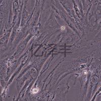 A7r5大鼠胸大动脉平滑肌细胞