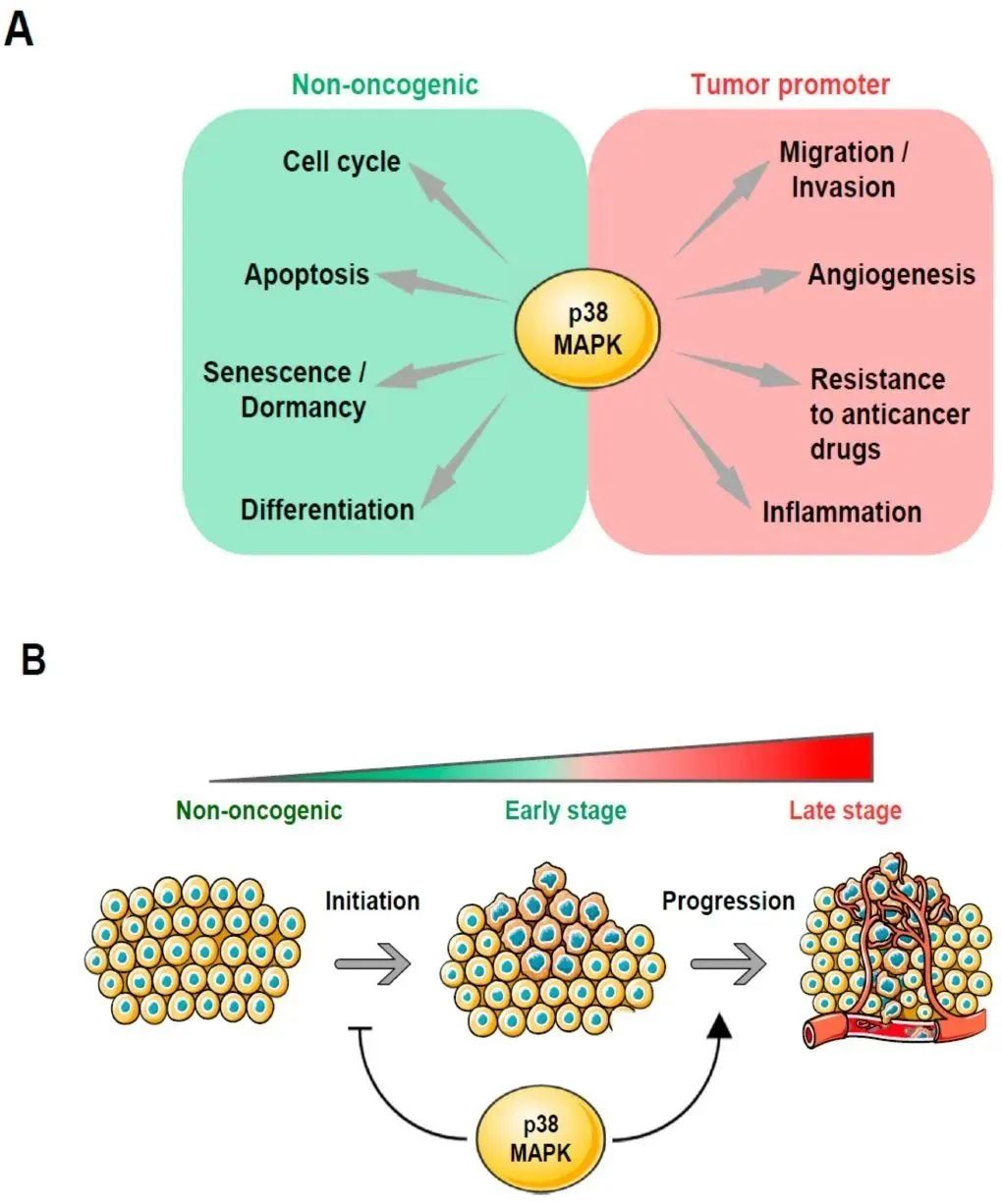 p38激酶发挥什么作用（磷酸化抗体免费送）