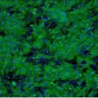 货号:(5200-2)人肝细胞