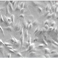 人肾上腺微血管内皮细胞