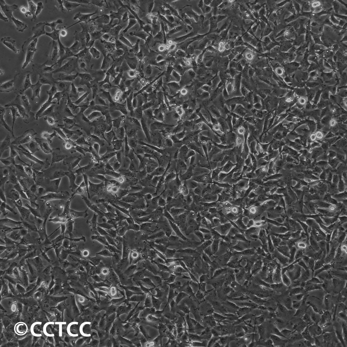 人移行细胞膀胱癌细胞(T24)（国家细胞资源库供应）CCTCC直发