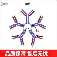 Anti-RAB11A Antibody (Clone#4H9)