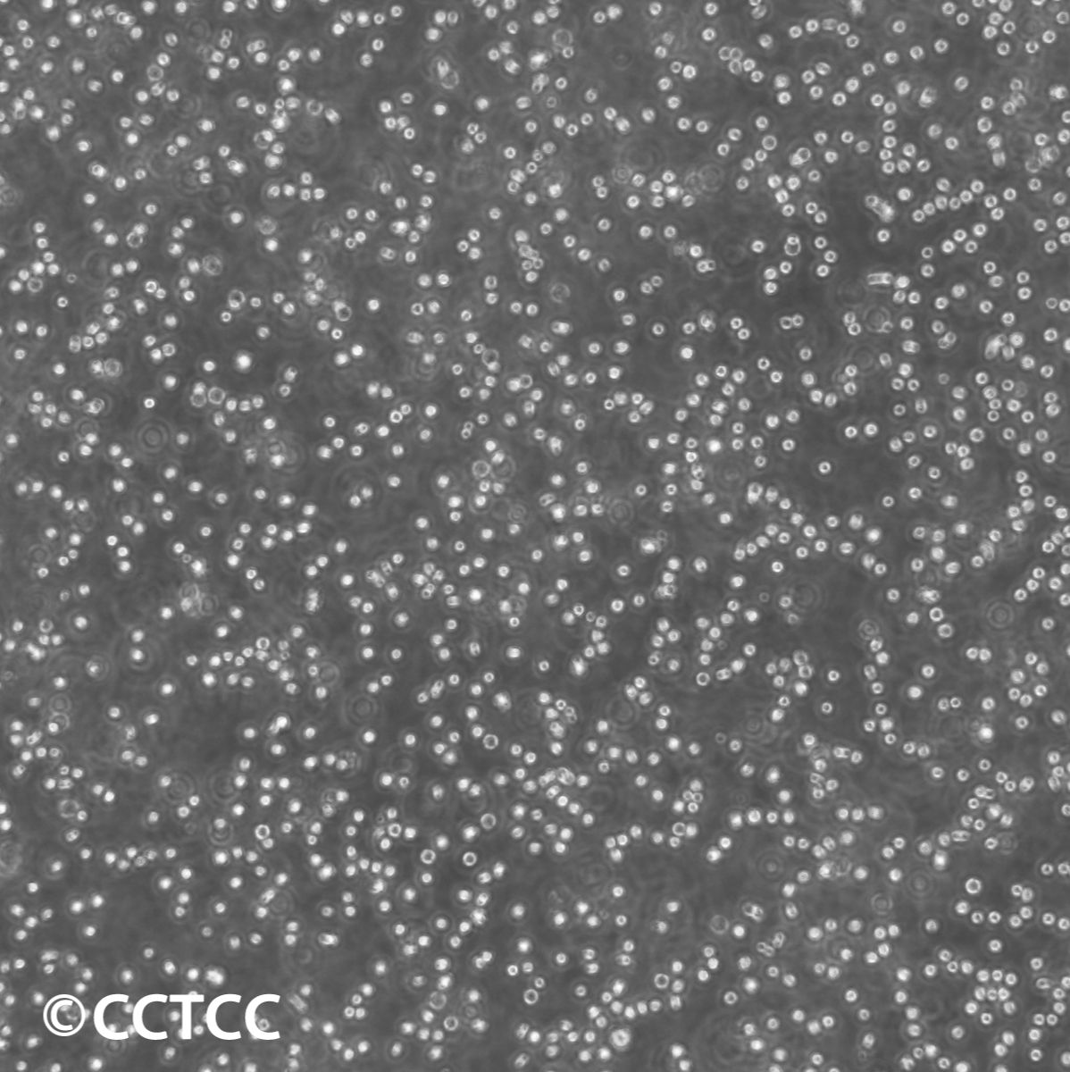 人Burkitts淋巴瘤细胞(CA46)（国家细胞资源库供应）CCTCC直发