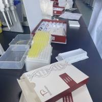 大鼠血管内皮细胞粘附分子1(VCAM-1/CD106)ELISA试剂盒