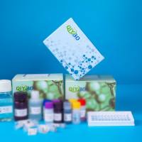 猪短蛋白聚糖(BCAN)ELISA测试盒