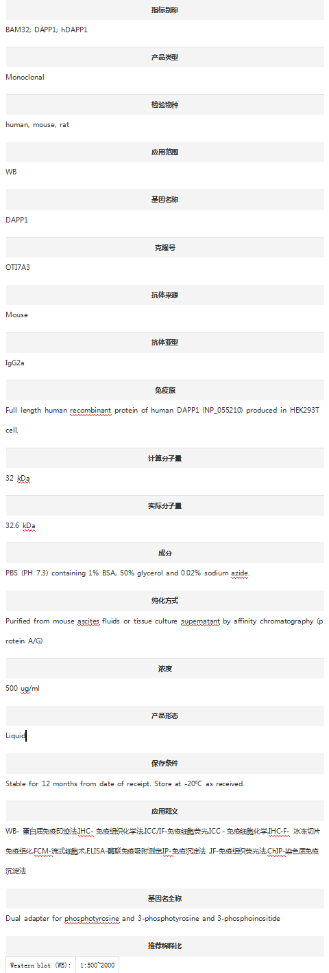 Anti-DAPP1 Antibody (Clone#OTI