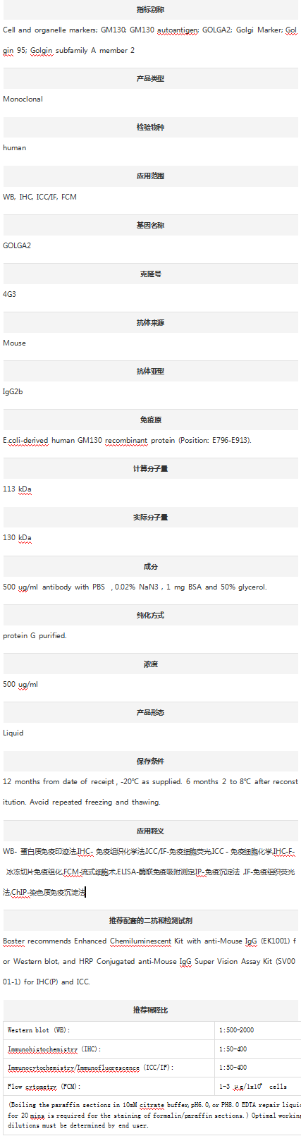Anti-GM130/GOLGA2 Antibody (Cl
