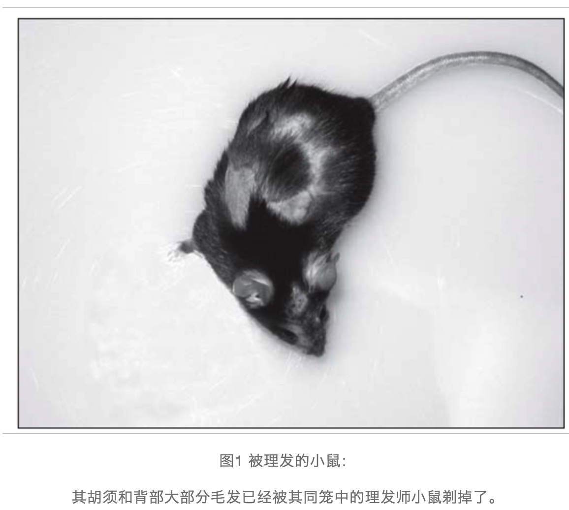 揭秘！小鼠脱毛的背后真相