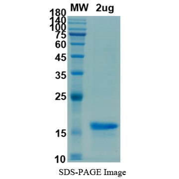 Recombinant SARS-CoV-2 (2019-nCoV) S2 Protein