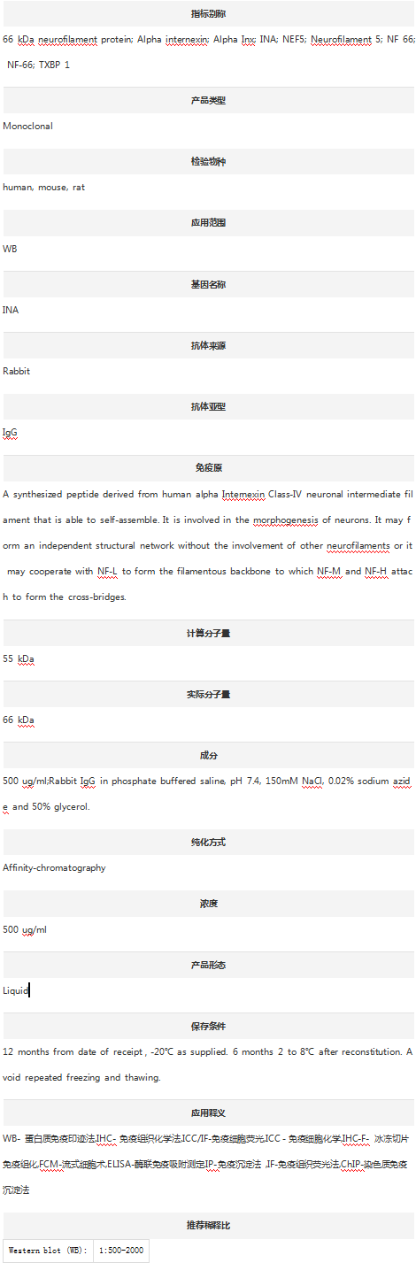 Anti-Alpha Internexin/INA Anti