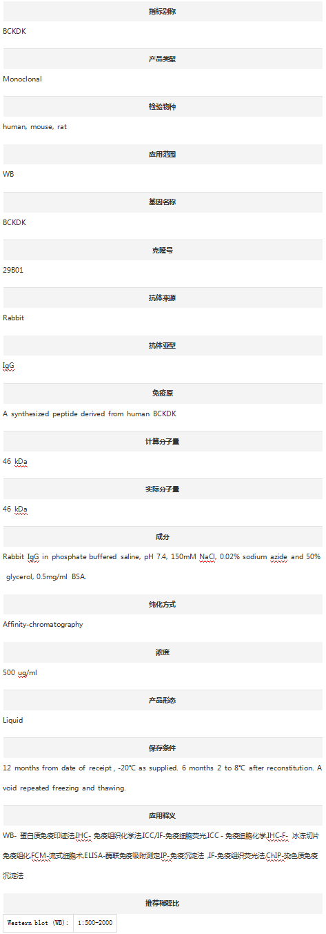 Anti-BCKDK Antibody (Clone#29B