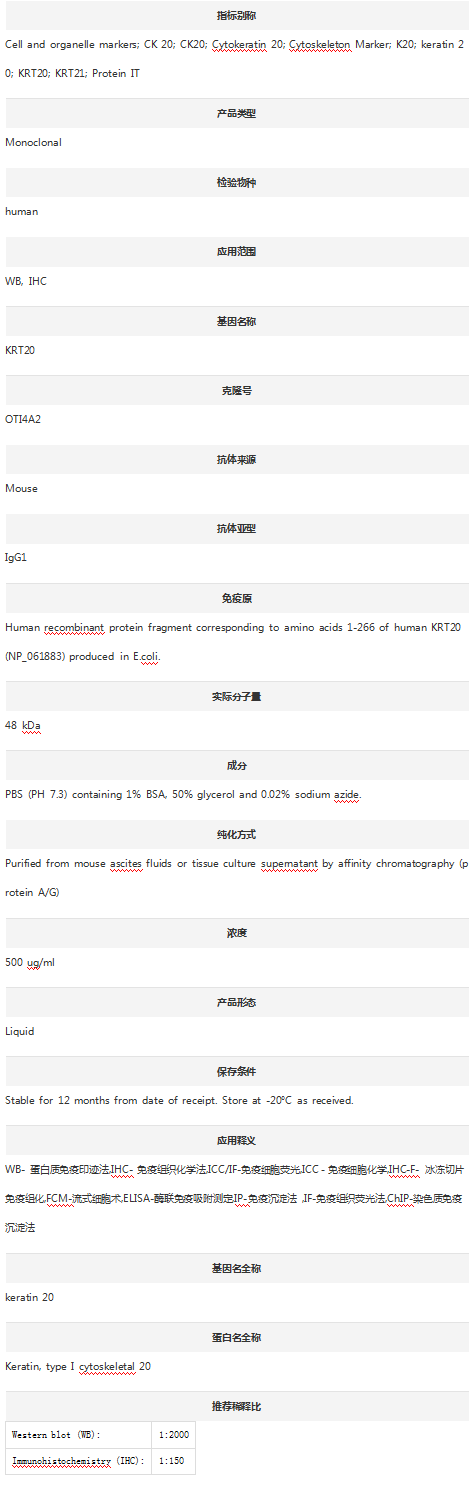 Anti-Cytokeratin 20/KRT20 Anti