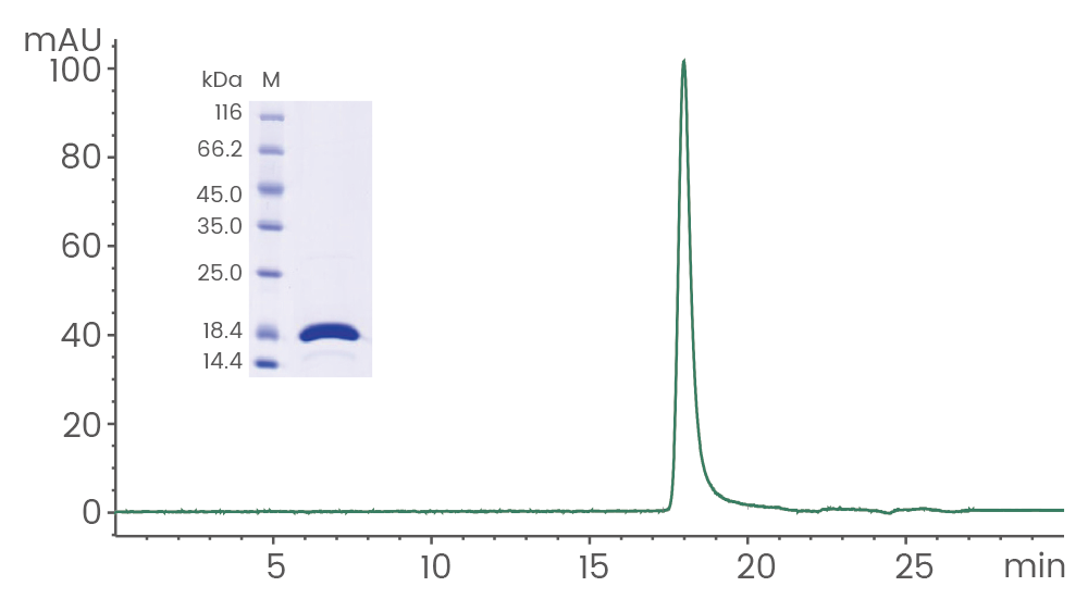 GMP级细胞因子：细胞治疗的“黄金搭档”