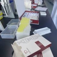 大鼠凋亡相关因子配体(FASL) ELISA试剂盒