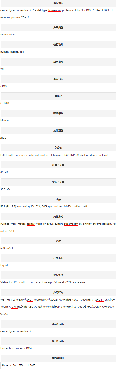 Anti-CDX2 Antibody (Clone#OTI2