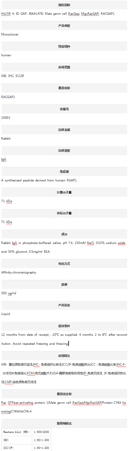 Anti-RACGAP1 Antibody (Clone#2