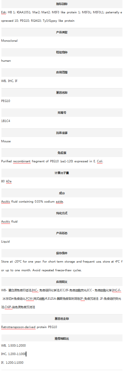 Anti-PEG10 Antibody (Clone#1B1